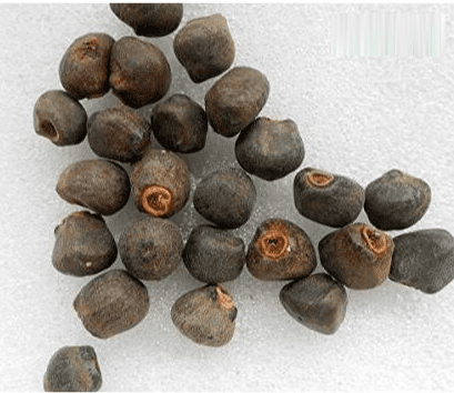 Wild Banana Seeds Gardenfrontier Wild Banana Seeds