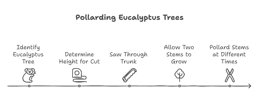 Pollard Eucalyptus Trunk Gardenfrontier A pollarded eucalyptus trunk cut cleanly at a high height