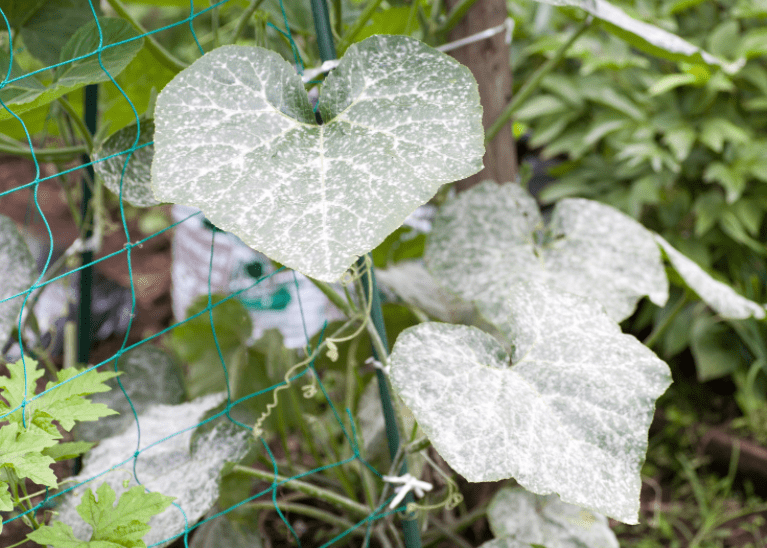 pumpkin leaves mildew Gardenfrontier pumpkin leaves mildew