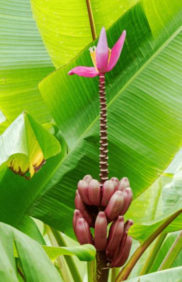 wild banana tree Gardenfrontier wild banana tree