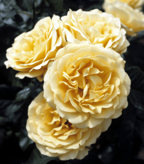 Amber Queen rose Gardenfrontier Amber Queen rose