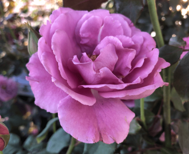 Angel Face rose Gardenfrontier Angel Face rose