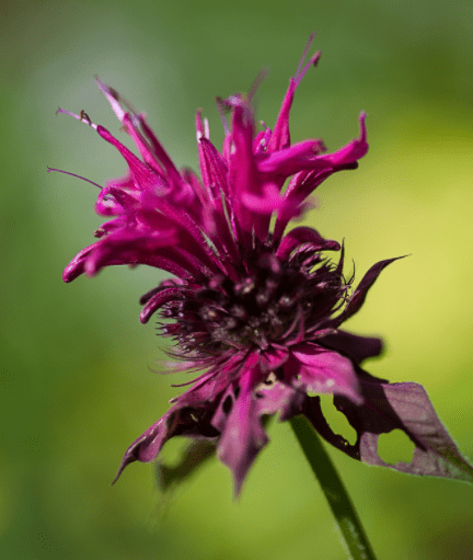 Bee Balm Bees Knees Gardenfrontier Bee Balm Bees Knees