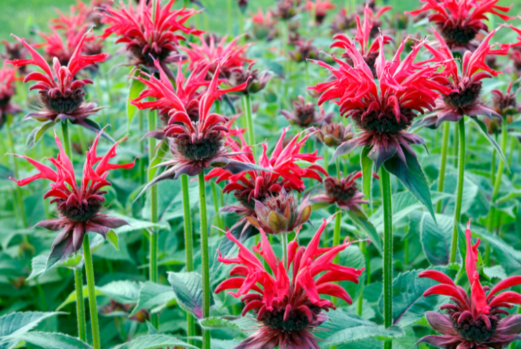 Bee Balm Gardenfrontier Bee Balm