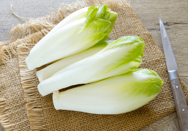 Belgian Endive Gardenfrontier Belgian Endive