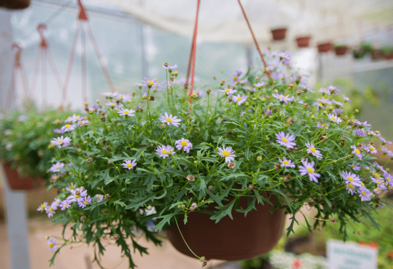 Hanging Planter Gardenfrontier Hanging Planter