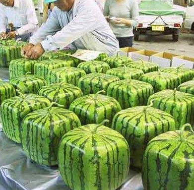 Japanese Square Watermelon Gardenfrontier Japanese Square Watermelon
