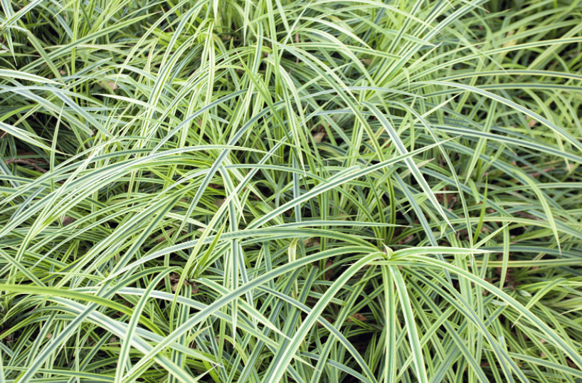 Monkey Grass Gardenfrontier Monkey Grass