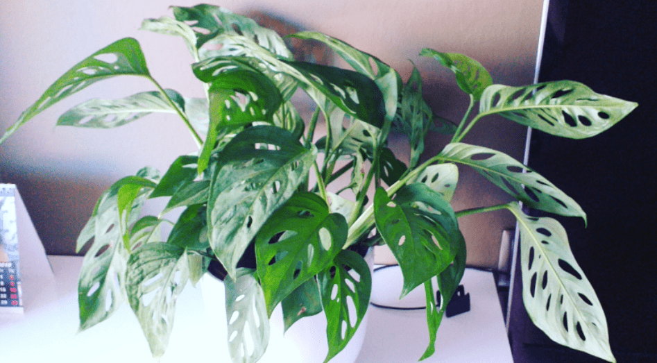 Monstera adansonii Gardenfrontier Monstera adansonii