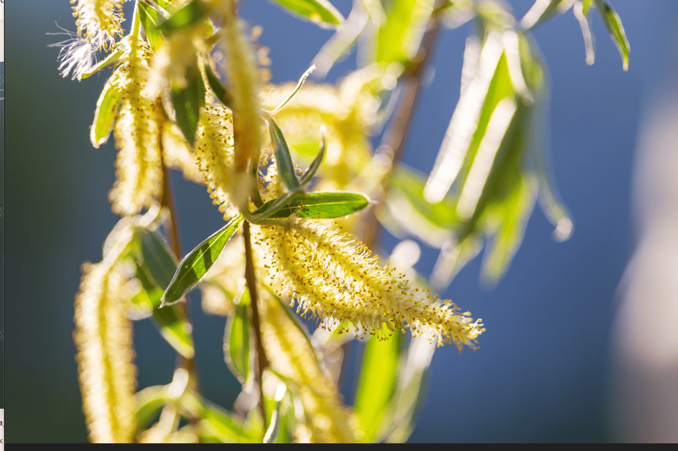 Pussy Willow Gardenfrontier Pussy Willow