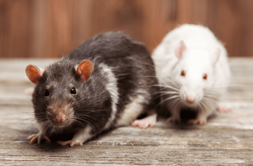 Rat Vs Mice Gardenfrontier Rat Vs Mice