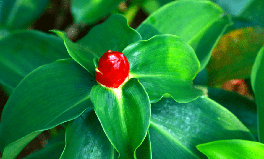 Red Button Ginger Plant Gardenfrontier Red button ginger plant with red cone shaped bracts and tropical green leaves