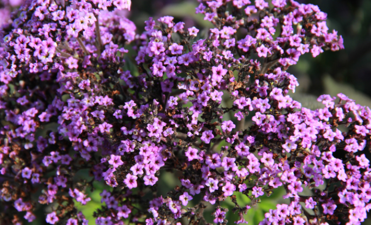 Verbena Bonariensis Gardenfrontier Verbena Bonariensis