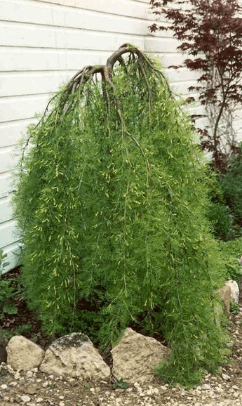 Weeping Pea Tree Gardenfrontier Weeping Pea Tree