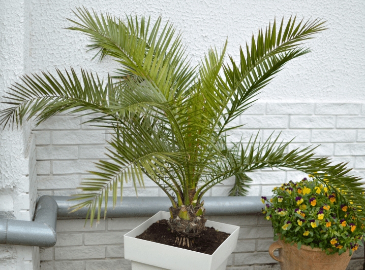 majesty palm Gardenfrontier majesty palm