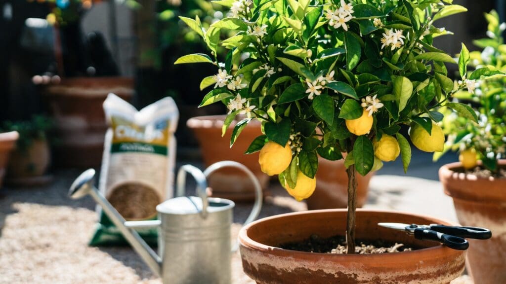 Meyer lemon tree growing in a large patio container with yellow fruit and white blossoms Gardenfrontier Meyer lemon tree growing in a large patio container with yellow fruit and white blossoms