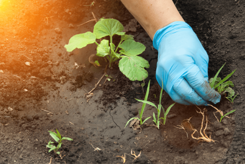 Weeding Your Garden Gardenfrontier Weeding Your Garden