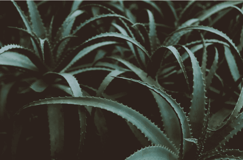 Aloe Vera Plants Gardenfrontier Aloe Vera Plants