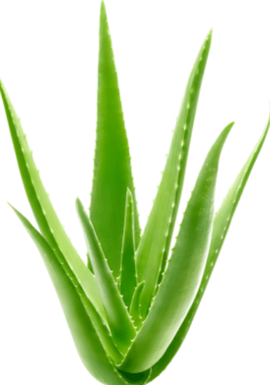 Aloe Vera Gardenfrontier Aloe Vera