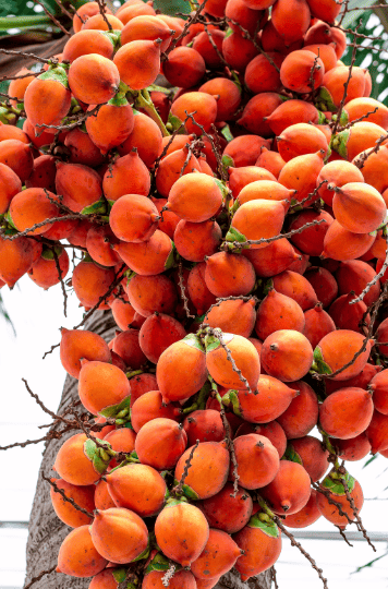 Areca Palm Seeds Gardenfrontier Areca Palm Seeds