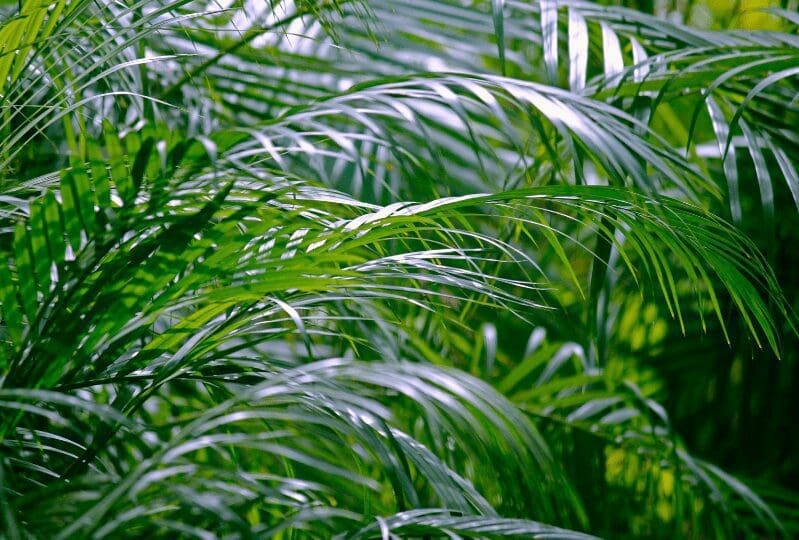 Areca Palm Gardenfrontier Areca Palm