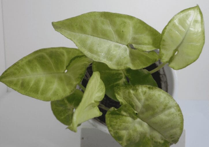 Arrowhead Plant Gardenfrontier Arrowhead Plant