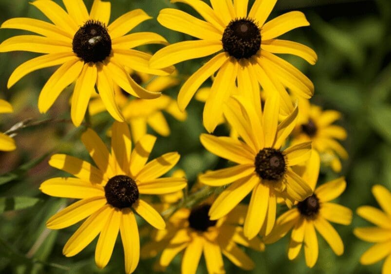 Black Eyed Susan Gardenfrontier Black Eyed Susan