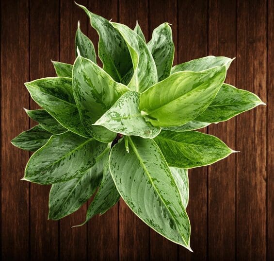 Chinese evergreen Gardenfrontier Chinese evergreen