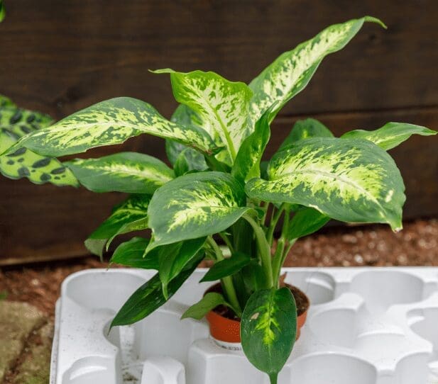 Dieffenbachia Gardenfrontier Dieffenbachia