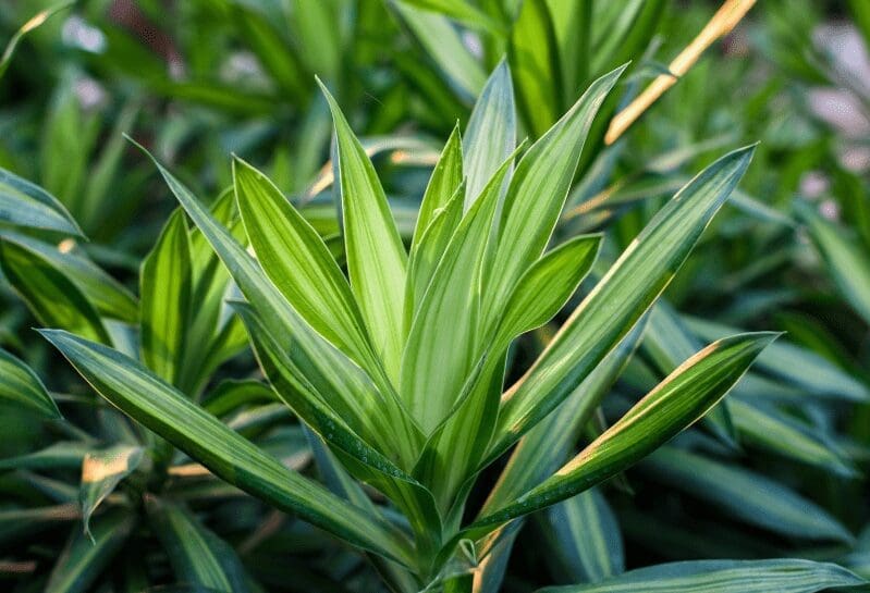 Dracaena Gardenfrontier Dracaena
