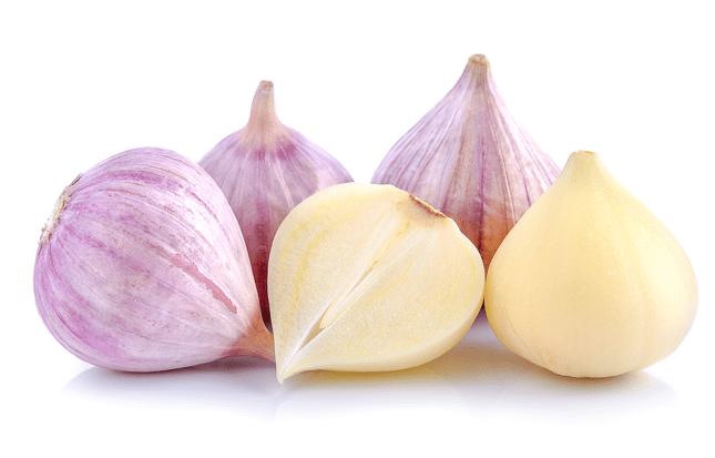 Elephant Garlic Gardenfrontier Elephant Garlic