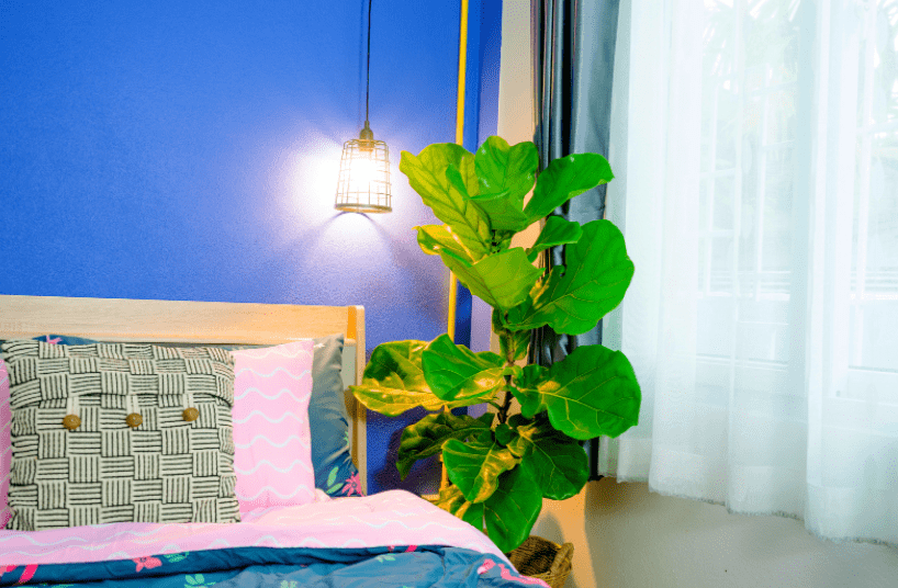 FiddleLeaf Fig Gardenfrontier Fiddle Leaf Fig