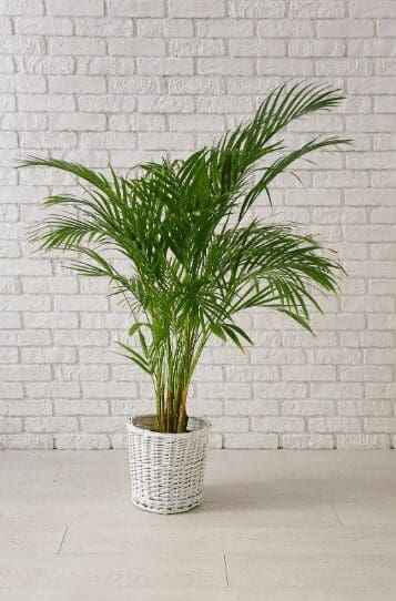 Indoor Areca Palm Gardenfrontier Indoor Areca Palm