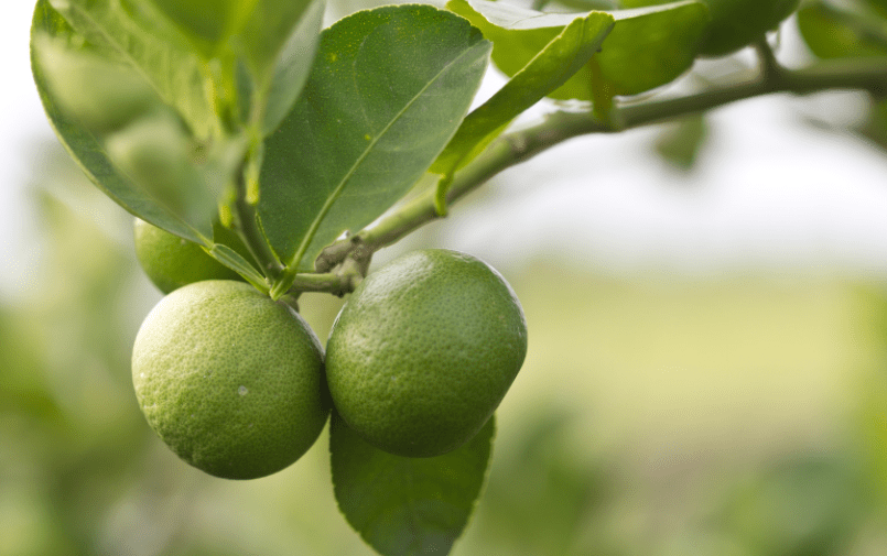How To Grow A Lime Tree Gardenfrontier How To Grow A Lime Tree