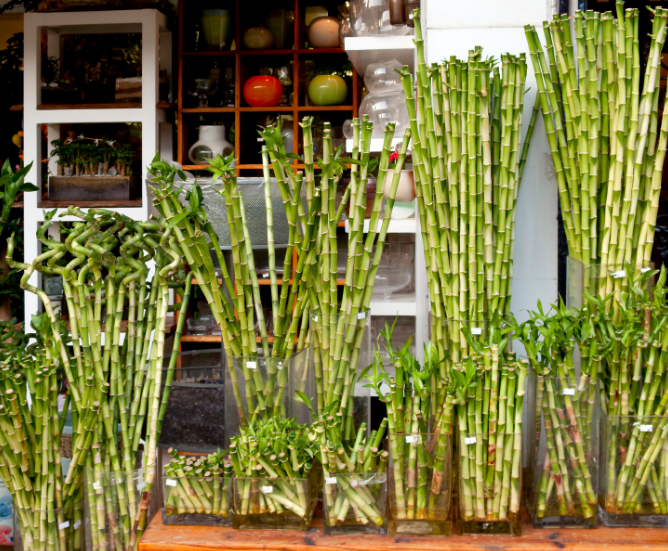 Lucky Bamboo Gardenfrontier Lucky Bamboo
