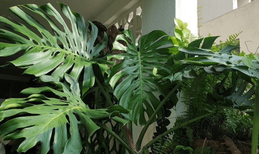 Monstera Gardenfrontier Monstera