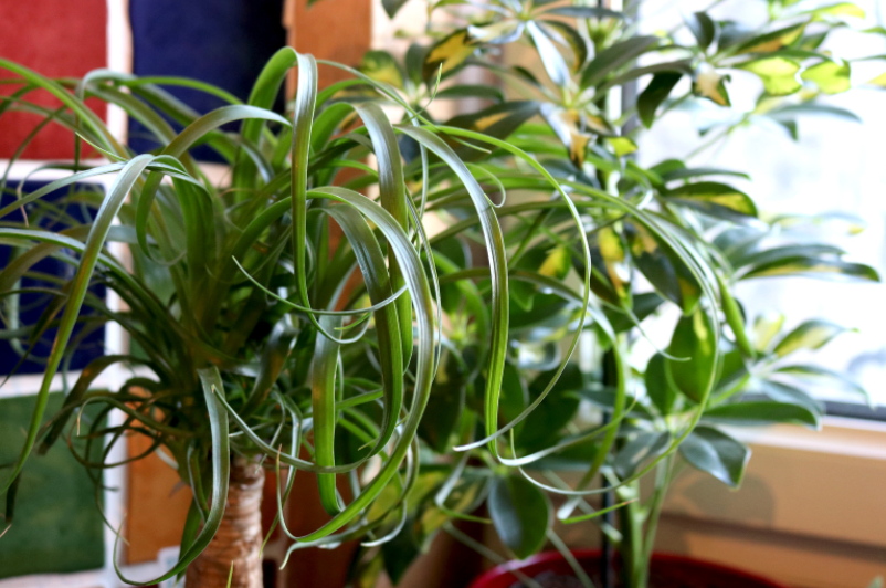 Ponytail Palm Gardenfrontier Ponytail Palms
