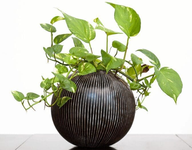 Pothos Gardenfrontier Pothos