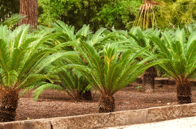 Sago Palm Gardenfrontier Sago Palm