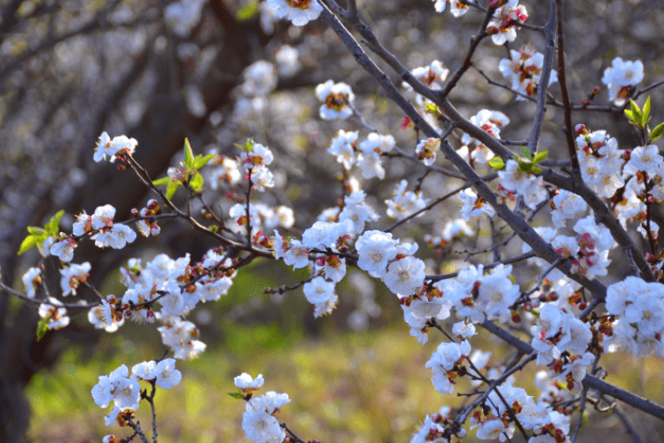 Small flowering trees Gardenfrontier Small flowering trees