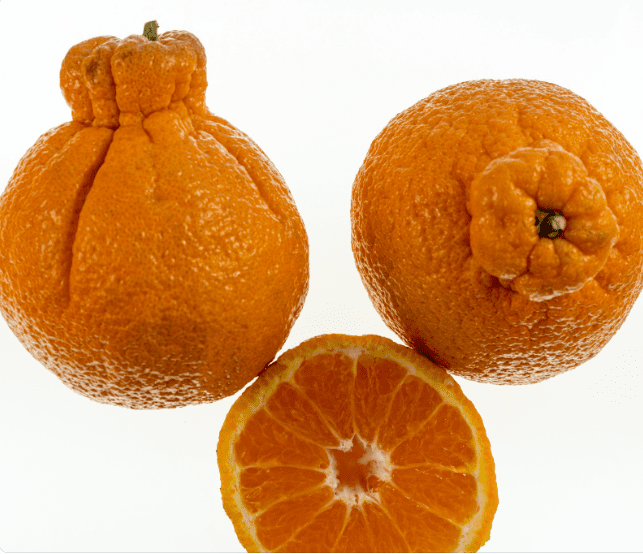 Sumo Oranges Gardenfrontier Sumo Oranges