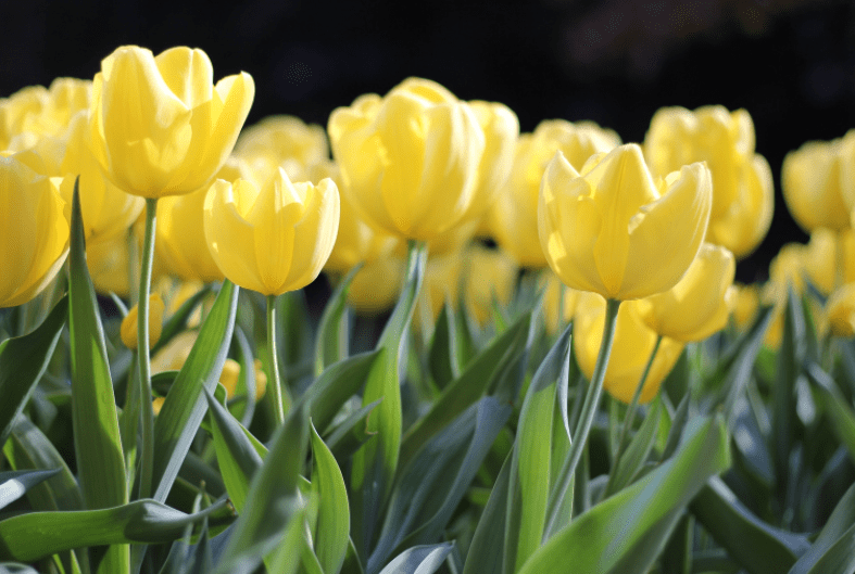 Tulip Flowers Growing Gardenfrontier Tulip Flowers Growing