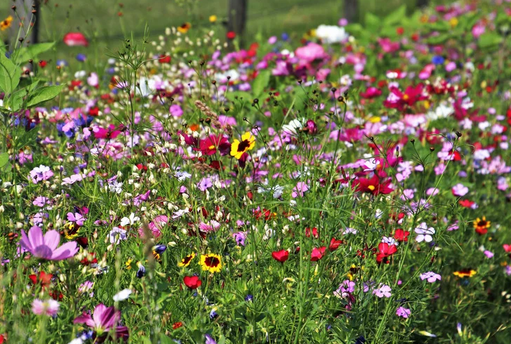 Wildflower Gardenfrontier Wildflower