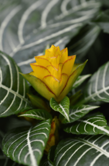 Zebra Plant Aphelandra Gardenfrontier Zebra Plant Aphelandra