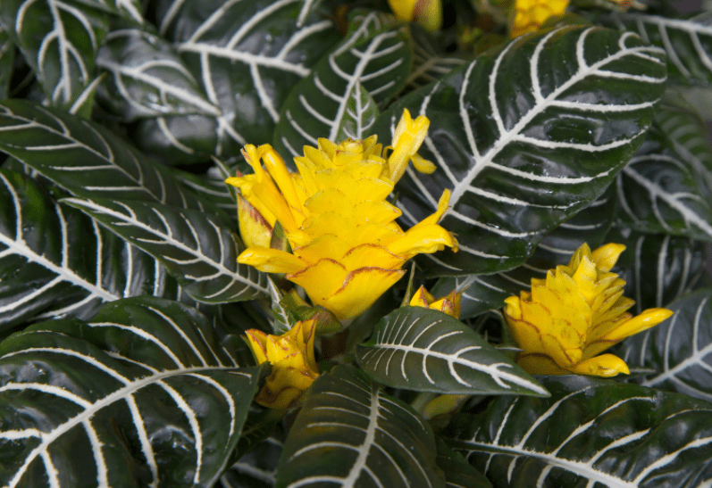 Zebra Plant Gardenfrontier Zebra Plant