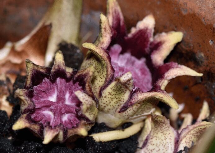 castiron plant Gardenfrontier cast iron plant