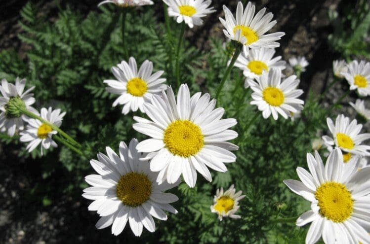 white oxeye daisies Gardenfrontier white oxeye daisies