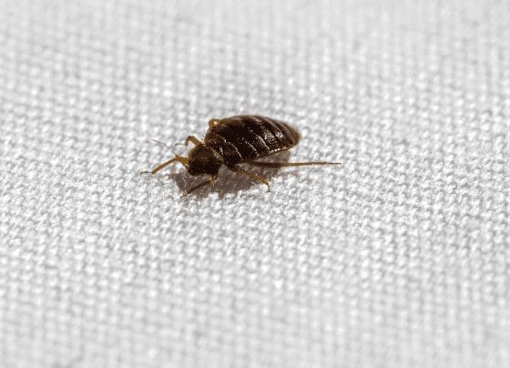 Bed Bug Gardenfrontier Bed Bug