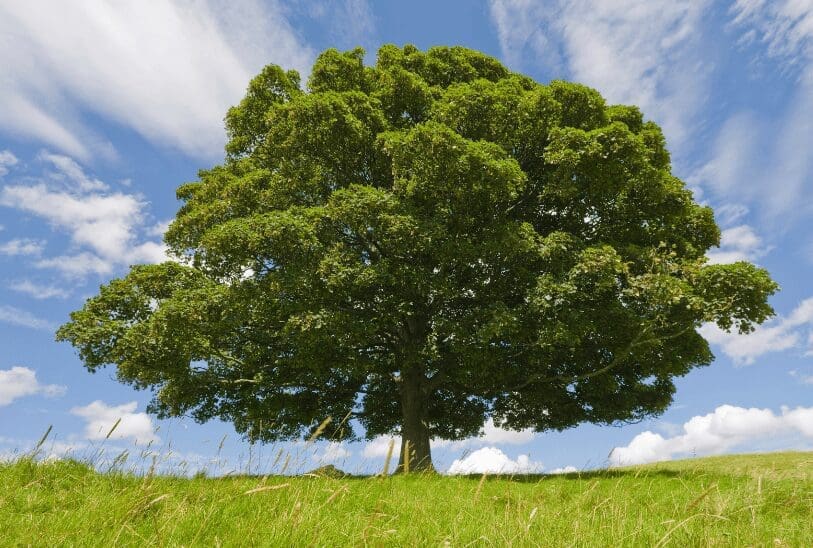 Beech Tree News Gardenfrontier Beech Tree News