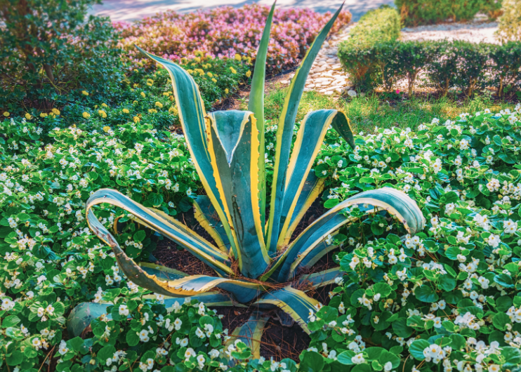 Century plant Gardenfrontier Century plant